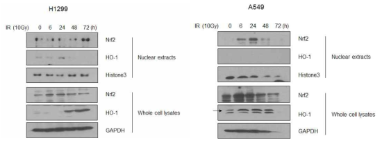 H1299 (Keap1 wt)와 A549 (Keap1 mt)세포에서 방사선 유도 Nrf2 및 하위 단백질 발현 영향