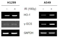 H1299 (Keap1 wt)와 A549 (Keap1 mt)세포에서 방사선 유도 Nrf2 하위 유전자 발현 영향