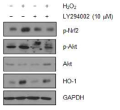 A549세포에서 H2O2 처리시 Nrf2 인산화 영향 및 PI3K에 의한 조절 가능성