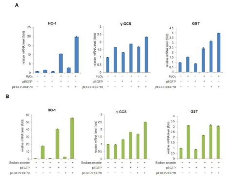 HSP70 과발현 H1299세포에서 H2O2 또는 Sodium arsonite 유도 Nrf2 하위 유전자 발현 영향