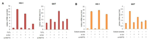 HSP70 knockdown H1299세포에서 H2O2 또는 Sodium arsenite 유도 Nrf2 하위 유전자 발현 영향