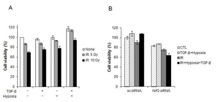 TGF-β와 hypoxia/reoxygenation 환경에서 Nrf2 억제를 통한 방사선 민감도 증가