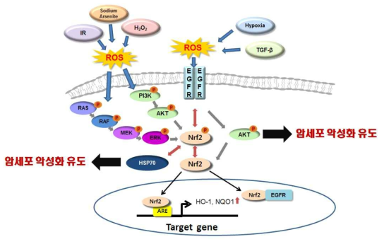 Nrf2 중심 신호전달 네트워크 구축