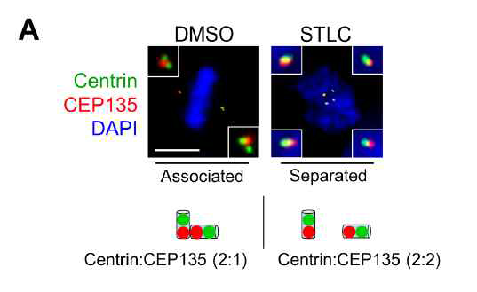 STLC가 처리된 세포에서 중심립 유리현상.