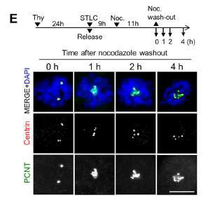 STLC 및 Nocodazole이 처리된 상황에 서 중심립 유리현상 관찰.