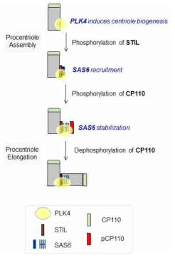 중심립 형성 과정에서 CP110 의 작용 기전.