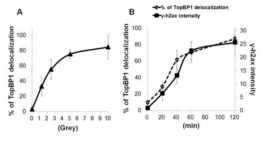 세포분열기 세포에 (A) IR의 양을 증가 시키면 중심체에서 사라짐, (B) 5 grey IR을 조사