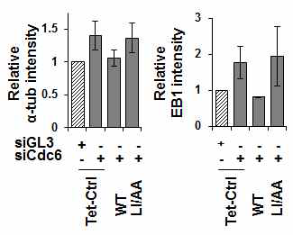 Cdc6 발현 세포주를 이용하여 Cdc6 결핍에 따른 미세소관 형성을 관찰하였다.
