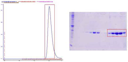 Superdex200 컬럼을 이용한 pericentrin truncated mutant 단백질 사이즈 정제.