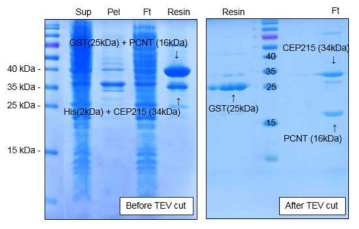 GST가 tag된 pericentrin과 His가 tag된 Cep215 단백질 을 박테리아에서 발현시킨뒤 colysis 시켜 G-agarose로 초기 정제