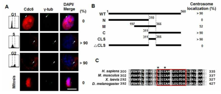 (A) Cdc6는 S와 G2기에 중심체에 위치. (B) amino acid 311-366 부위가 Cdc6를 중심체에 위치하게 하므로 이를 centrosome localization signal(CLS)이라고 명 명함. (C) CLS는 보존 되어있으며, 중심체 이동에 Leu-313와 Ile-316가 필수적이다.