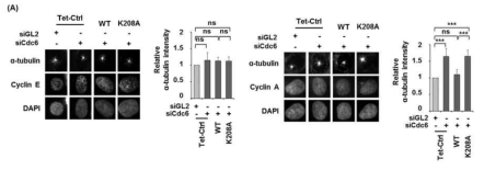 세포주기에 따른 Cdc6의 미세소관 형성 조절 기능.