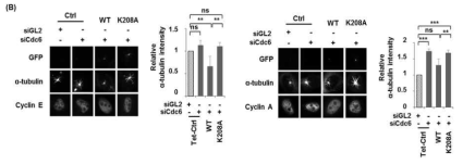 세포주기에 다른 Cdc6의 미세소관 형성 조절 기능.