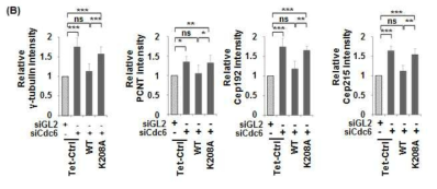 Cdc6는 ATPase activity를 이용하여 중심체에서의 PCM 단백질들의 구성을 조절한다.