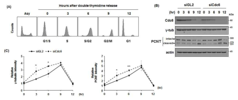 세포주기에 따른 Cdc6의 PCM 조절 기능.