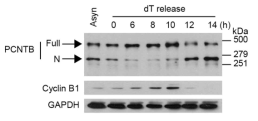 Double thymidine block으로 세포주기를 동결시킨 후, thymidine을 제거하여 세포주기를 풀어준 후에 세포내 Pericentrin 단백질의 발현패 턴을 확인한 결과.