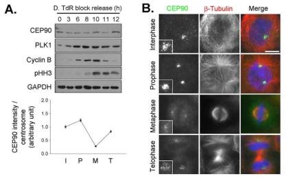 Double thymidine block으로 세포주기를 동결시킨 후, thymidine을 제거하여 세포주기를 풀어준 후에 세포내 Cep90 단백질의 level과 localization 확인한 결과.