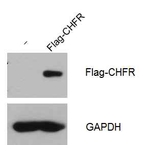 HeLa 세포에 Flag이 tagging된 CHFR을 DNA transfection reagent 를 사용하여 일시적으로 과발현 시킨 후에 CHFR의 발현 확인.