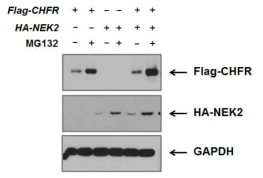 HeLa 세포에 Flag이 tagging된 CHFR과 HA가 tagging된 NEK2를 일시적으로 과발현시켜 NEK2가 CHFR에 의해 degradation되지 않았다.