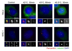 세포에 heat stress를 주면, Pericentrin은 도넛과 같은 모양을과 γ-tubulin은 중심체에서 사라진다.