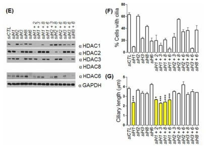 HDAC 단백질을 co-knockdown 시킨 후에 일차섬모의 형성정도와 길이를 측정한 결과 (E) HDAC 단백질의 결핍을 면역블롯으로 확인했다.