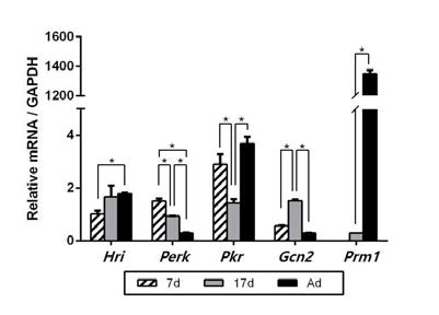 정소 내 eIF2α kinase mRNA 발현 확인