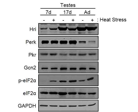 열 스트레스에 대한 eIF2α kinase의 발현 확인