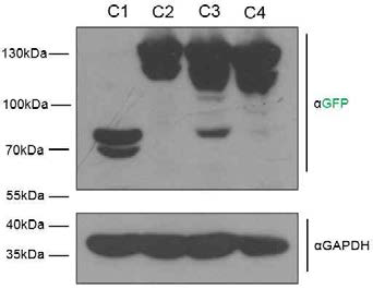 면역블롯으로 확인한 C-Nap1 truncated mutant 발현.