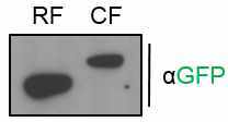 rootletin (RF)과 C-NAP1 (CF) 의 발현 확인.