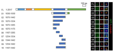 Rootletin 절편 돌연변이의 중심체 위치 여부 확인하였을 때 1254-1354aa가 중심체 위치화에 중요한 것을 알수 있었다.