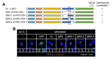 A. rootletin 절편 돌연변이의 모식도 B. rootletin 절편 돌 연변이를 세포에 형질주입 시킨 결과 R3-2 지역이 없을 때 중심체 로 위치하지 못한 것을 확인하였다.