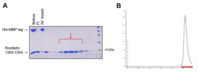 A. rootletin 1305-1354aa 재조합 단백질의 정제 과정 B. 겔 여 과 크로마토그래피 정제 결과 안정된 단일 형태로 정제되었다.