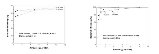 갈조류 생물흡착제와 원물질의 m/V에 다른 우라늄 제거효율 비교.