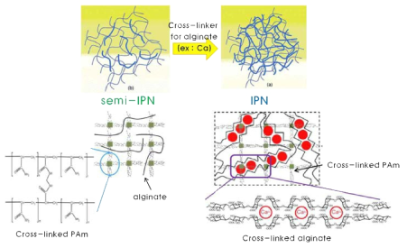 외부자극(Ca 용액)에 의한 하이드로젤의 semi-IPN에서 IPN으로의 구조변화.