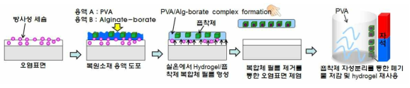 PVA/Alg-borate 기반 hydrogel/흡착제 복합소재의 오염표면 복원과정