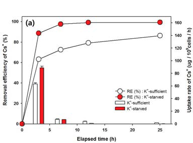 25°C에서 일반 TAP배지와 K+-free TAP 배지에서 배양된 D. armatus SCK의 시간에 따른 세슘 제거 효율 및 흡수율