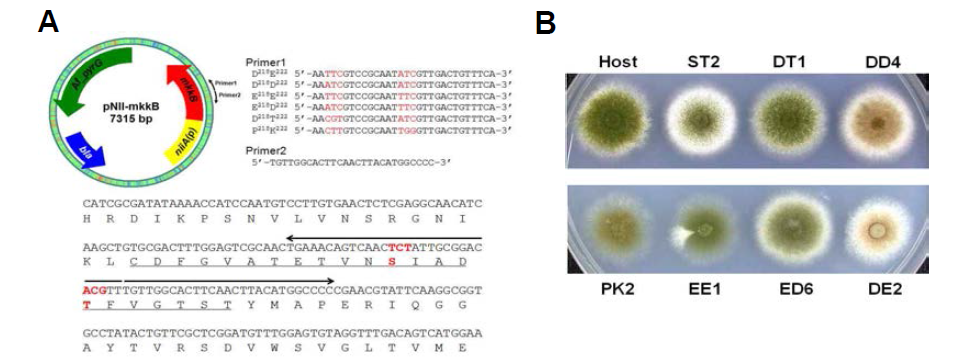 Point mutation된 mkkB MAPKK 유전자를 포함한 발현벡터의 제작 (A)과 MpkB MAPK constitutive activating 및 constitutive inactivating 균주 (B).