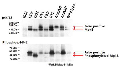 mkkB MAPKK 유전자의 돌연변이에 의한 MpkB MAPK의 인산화 변화.