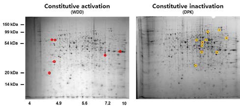 Constitutive activation MpkB (WDD) 균주와 constitutive inactivation MpkB (DPK) 균주간 단백질체 비교분석.