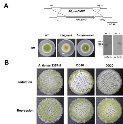 Aspergillus flavus 균주에서 mpkB 삭제돌연변이 와 MpkB MAPK의 constitutive activating 돌연변이의 제조