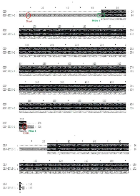 GLP151 gene에 대하여 PCR product를 만든 다음 pET15b vector의 제한 효소 자리인 NdeI 및 XhoI에 ligation 시킨다.