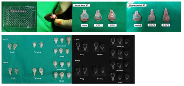 Animal experiments using cells derived from patients