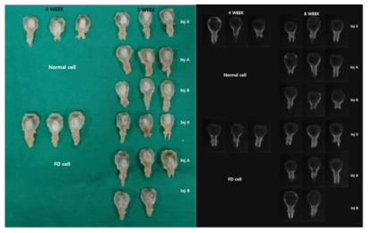 Animal experiment for validation of drug effect in vivo