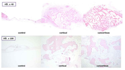 Results of animal experiments using tissues derived from patients