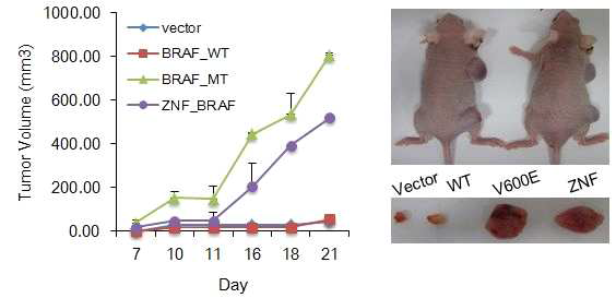 Tumor growth in vivo using BRAF WT, V600E, and ZNF-BRAF overexpressed NIH 3T3 cells