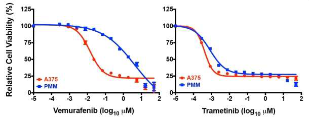 A549 cell과 PMN cell에서 vemurafenib과 trametinib에 대한 MTT assay