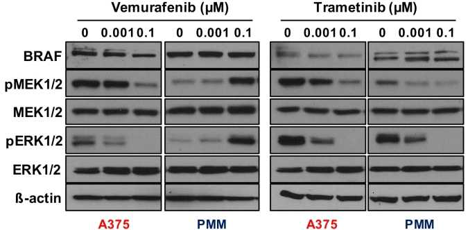 A375와 PMN cell에서 vemurafenib과 trametinib을에 의한 pathway변화