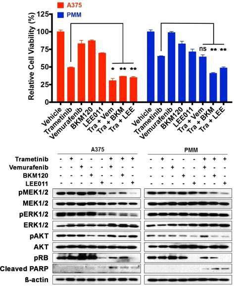 A375와 PMN cell에서 vemurafenib, trametinib, BKM120, LEE011에 의한 세포 증식 억제 및 pathway변화