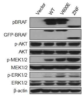 MAPK pathway in BRAF 600E and Z N F - B R A F overexpression in HEK293 cells