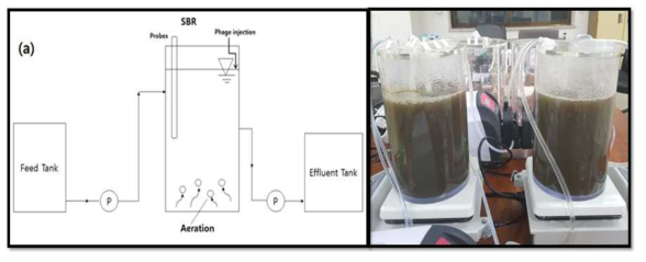 Schematic of bioreactor design